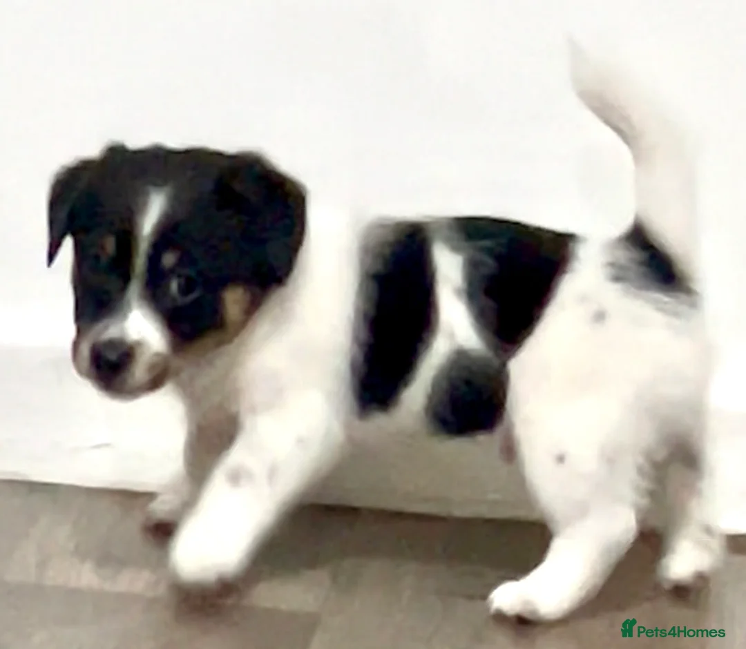 Jack Russell dogs for sale: Beautiful Jack Russell Terrier puppies available  - Advert 11