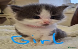 Ragdoll cats for sale: Ragdoll x BSH kittens (individually priced) - Image 1