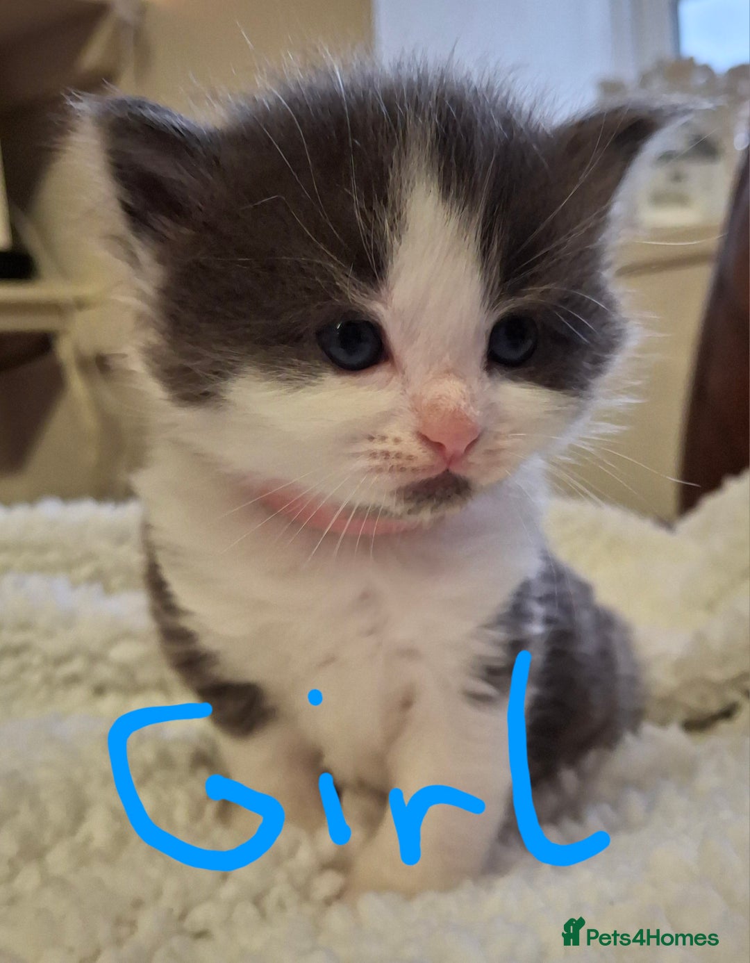 Ragdoll cats for sale: Ragdoll x BSH kittens (individually priced) - Image 1