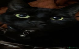 Domestic Shorthair cats for sale: Adorable Kittens Ready for Their Forever Homes - Image 5