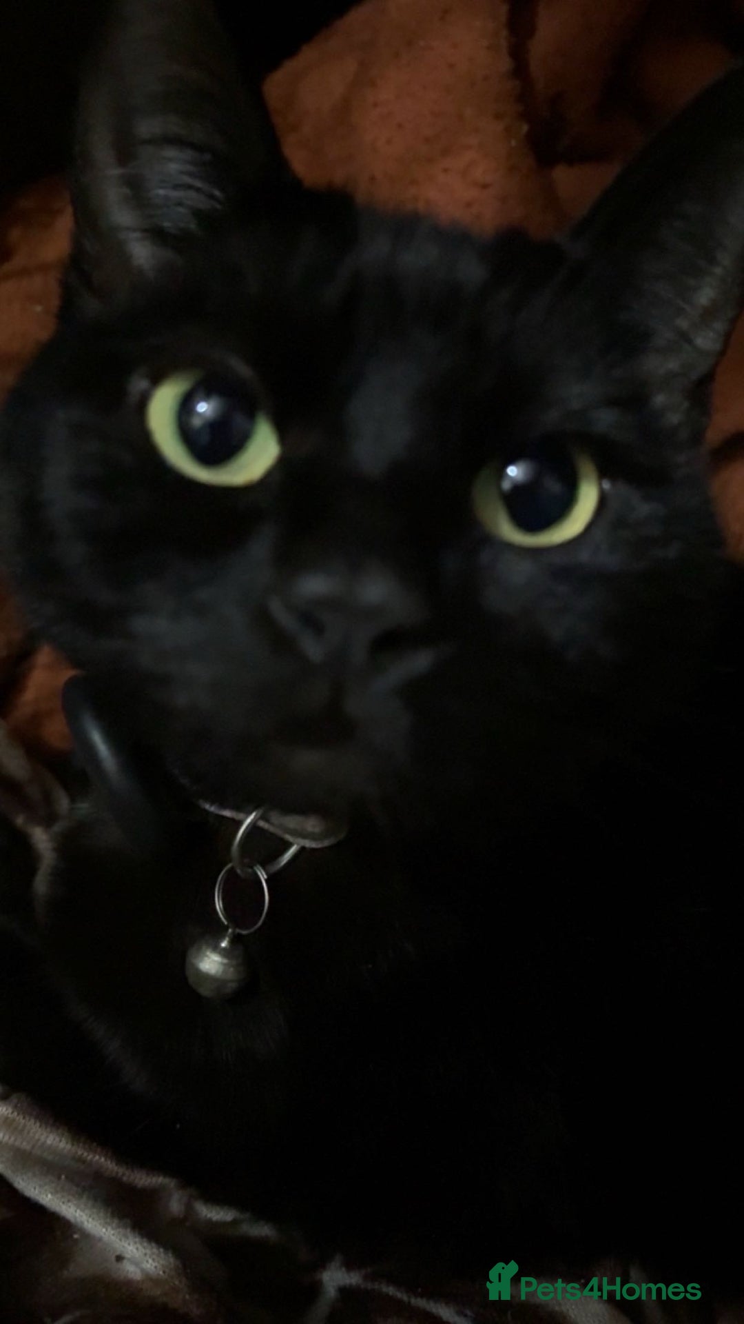 Domestic Shorthair cats for sale: Adorable Kittens Ready for Their Forever Homes - Image 5