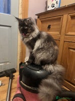 Maine Coon cats - Advert 3