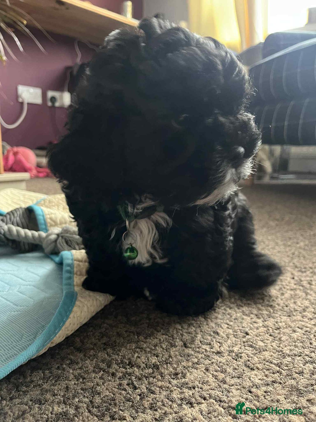 Shihpoo dogs for sale: Shizpoo Boy - Image 2