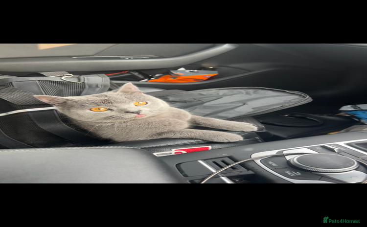 British Shorthair cats - Advert 1