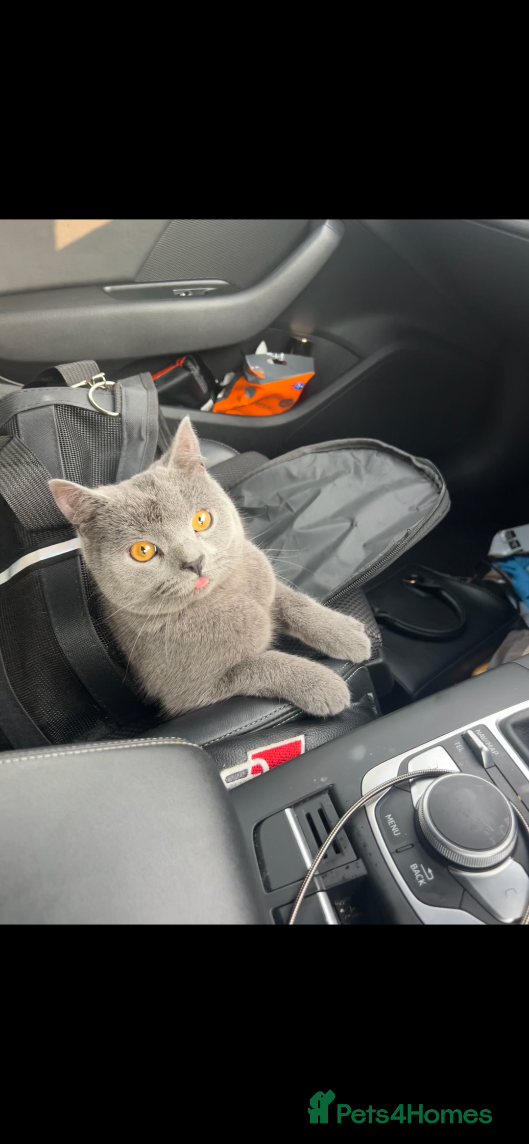 British Shorthair cats for sale: 14-Month-Old British Shorthair - Image 1