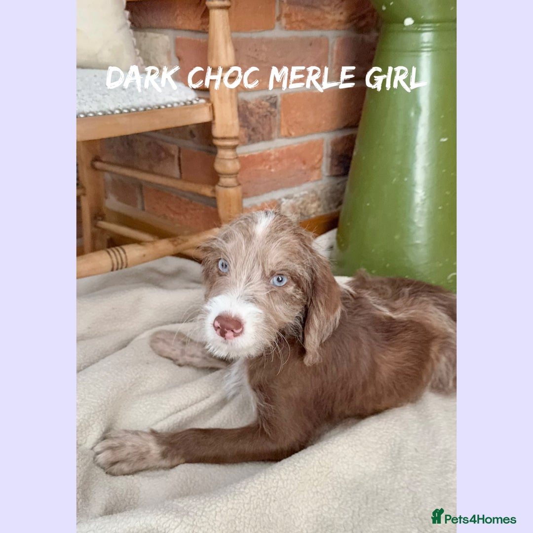 Mixed Breed dogs for sale: ☀️PERFECT POOGLES (beagleXminiature poodle)☀️ in Rhayader - Image 10