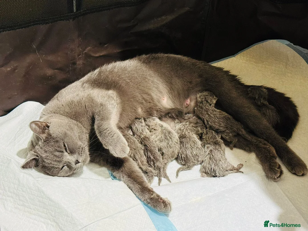 British Shorthair cats for sale: Beautiful British Shorthair Kittens – Famiy Raised in Thornton Heath - Advert 25