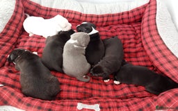 Staffordshire Bull Terrier dogs for sale: ‼️ReadyForCollection‼️Blue Staffie Puppies  in Tipton - Image 7