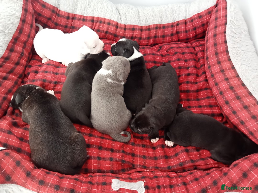 Staffordshire Bull Terrier dogs for sale: ‼️ReadyForCollection‼️Blue Staffie Puppies  in Tipton - Image 7