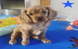 Cavapoo dogs for sale: Beautiful Cavapoo Puppies  - Image 23