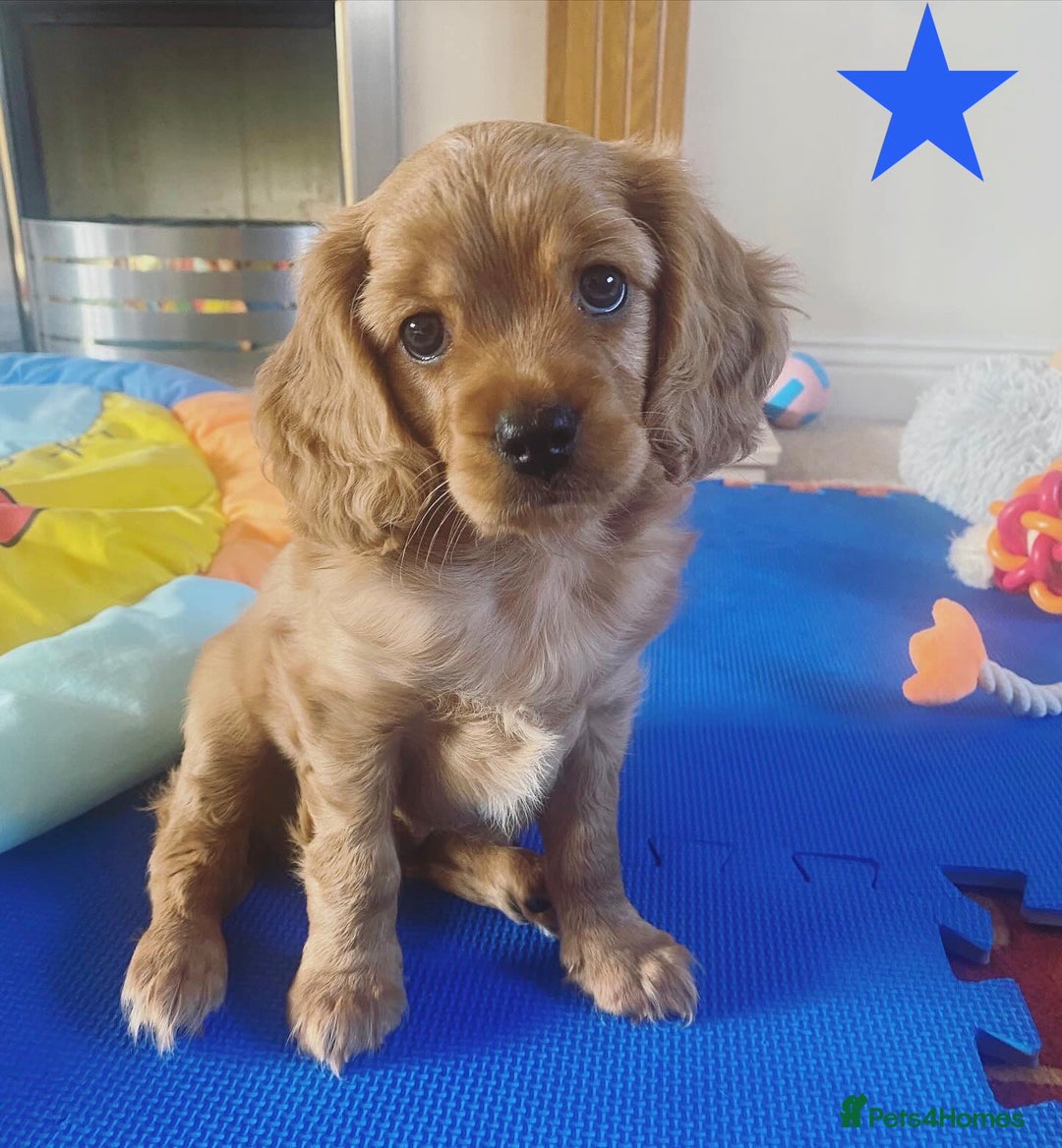 Cavapoo dogs for sale: Beautiful Cavapoo Puppies  - Image 23