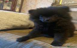 Pomeranian dogs for sale: KC Registered Russian Blood Line Pomeranian pups in Tipton - Image 23