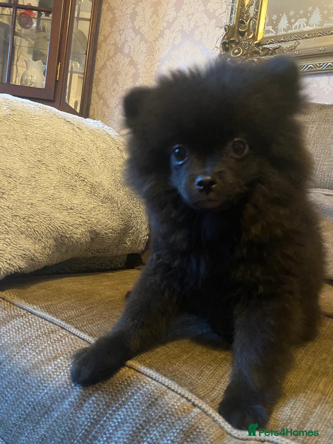Pomeranian dogs for sale: KC Registered Russian Blood Line Pomeranian pups in Tipton - Image 23