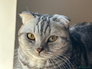 Scottish Fold cats - Advert 21