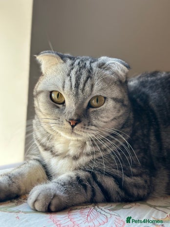 Scottish Fold cats - Advert 10