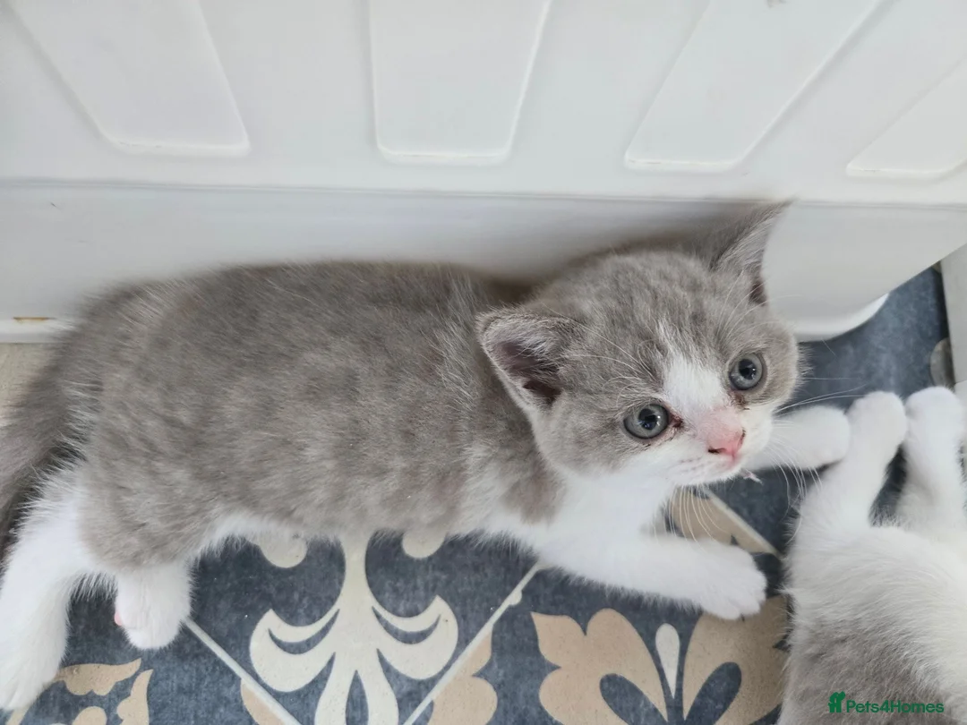 British Shorthair cats for sale: Olny 1 boy left ready now  - Advert 9