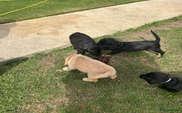 Mixed Breed dogs for sale: Jackapoo spaniel cross - hound puppies  - Image 25