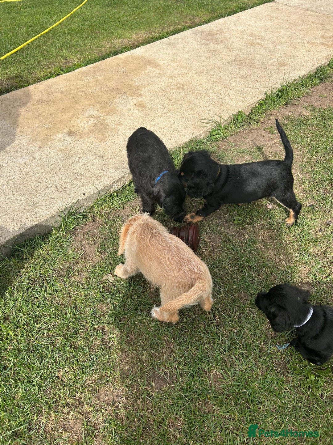 Mixed Breed dogs for sale: Jackapoo spaniel cross - hound puppies  - Image 25