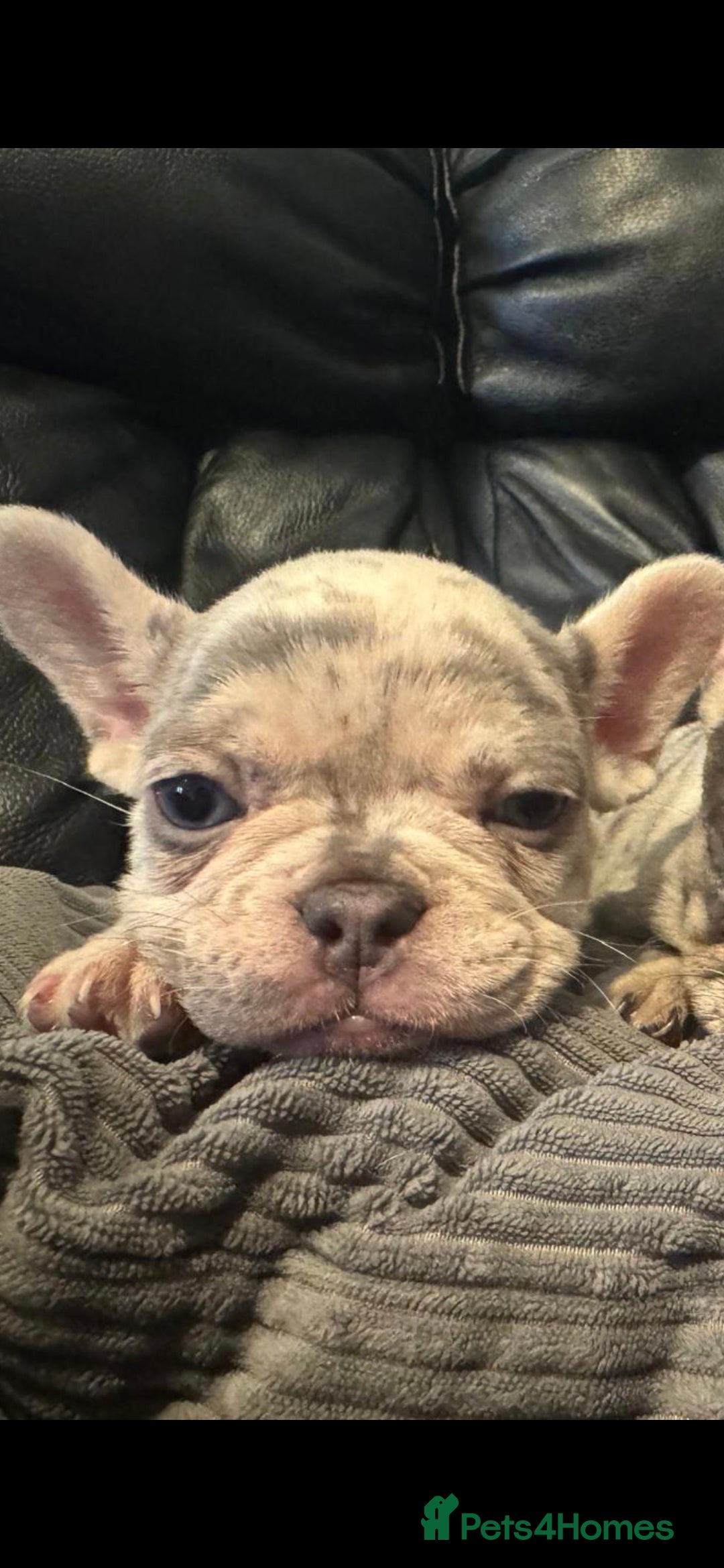 French Bulldog dogs for sale: 🐾 Stunning Pups Only 2 left  🐾 - Image 17