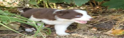 Border Collie dogs for sale: Border Collie Puppies for Sale - Advert 25