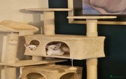 Siamese cats for sale: New lap needed for two GCCF male siamese kittens - Image 7