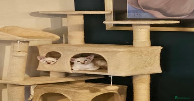 Siamese cats - Advert 14