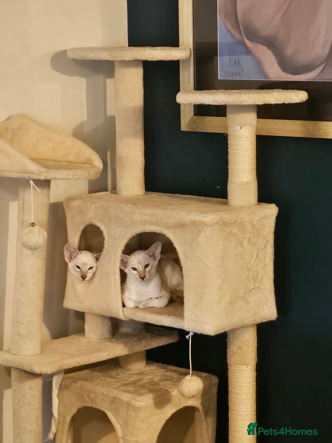 Siamese cats for sale: New lap needed for two GCCF male siamese kittens - Image 7