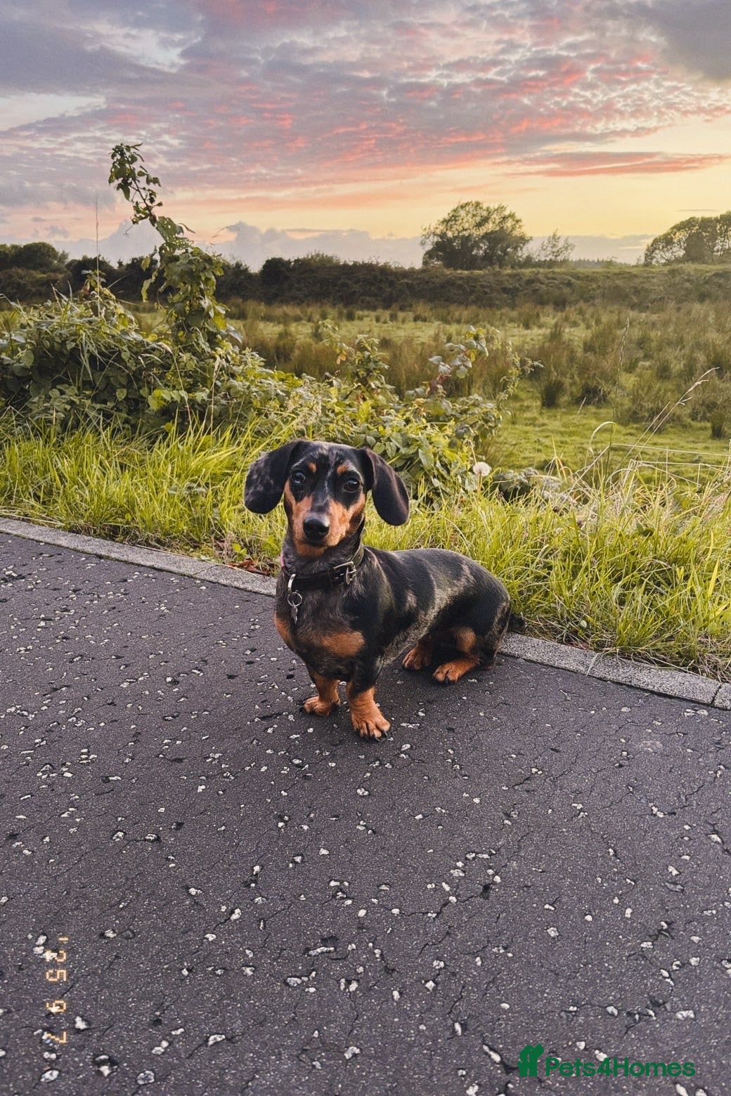 Miniature Dachshund dogs Miniature smooth haired dachshunds  - Advert 11