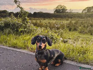 Miniature Dachshund dogs Miniature smooth haired dachshunds - Advert 11