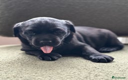 Labrador Retriever dogs for sale: 2 KC Black Lab Male Pups - Image 11