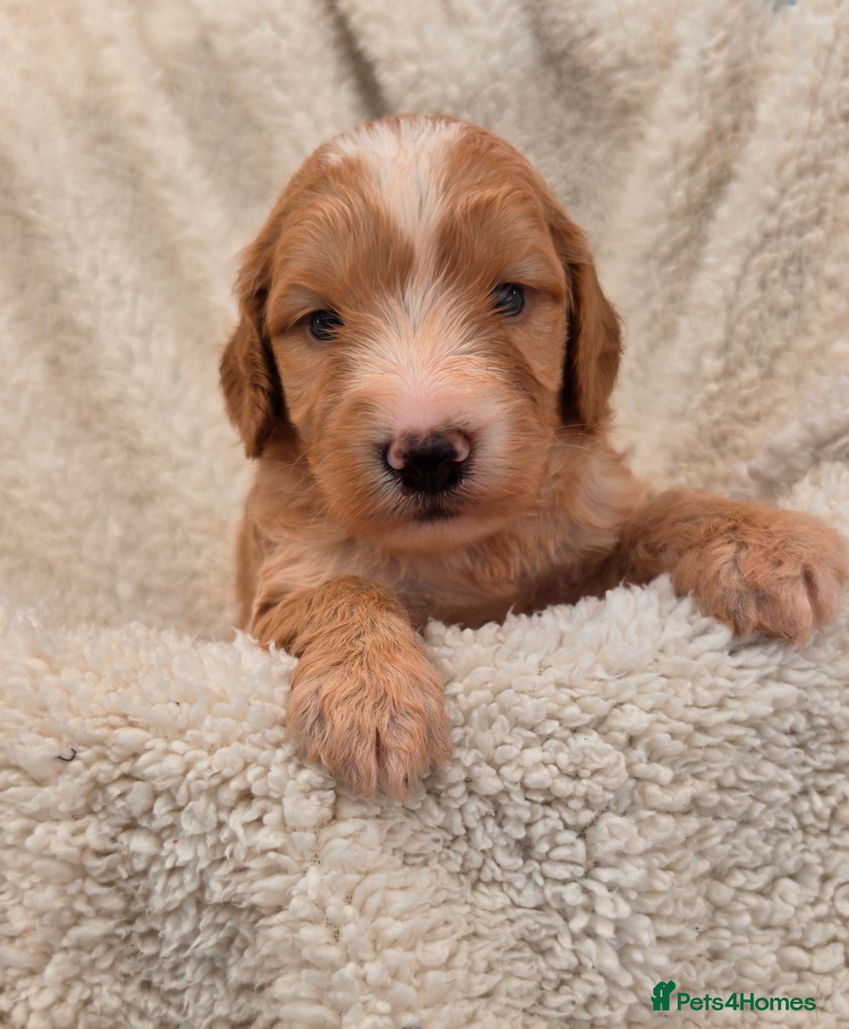 Cockapoo dogs Stunning F1 Cockapoo Puppies Beautiful Colours - Advert 1