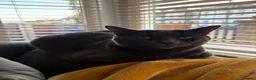 British Shorthair cats for sale: Mitsy in Leigh-on-Sea - Advert 1
