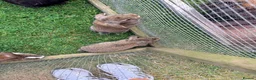 Mini Lion Lop rabbits for sale: Baby mini lop  - Advert 6