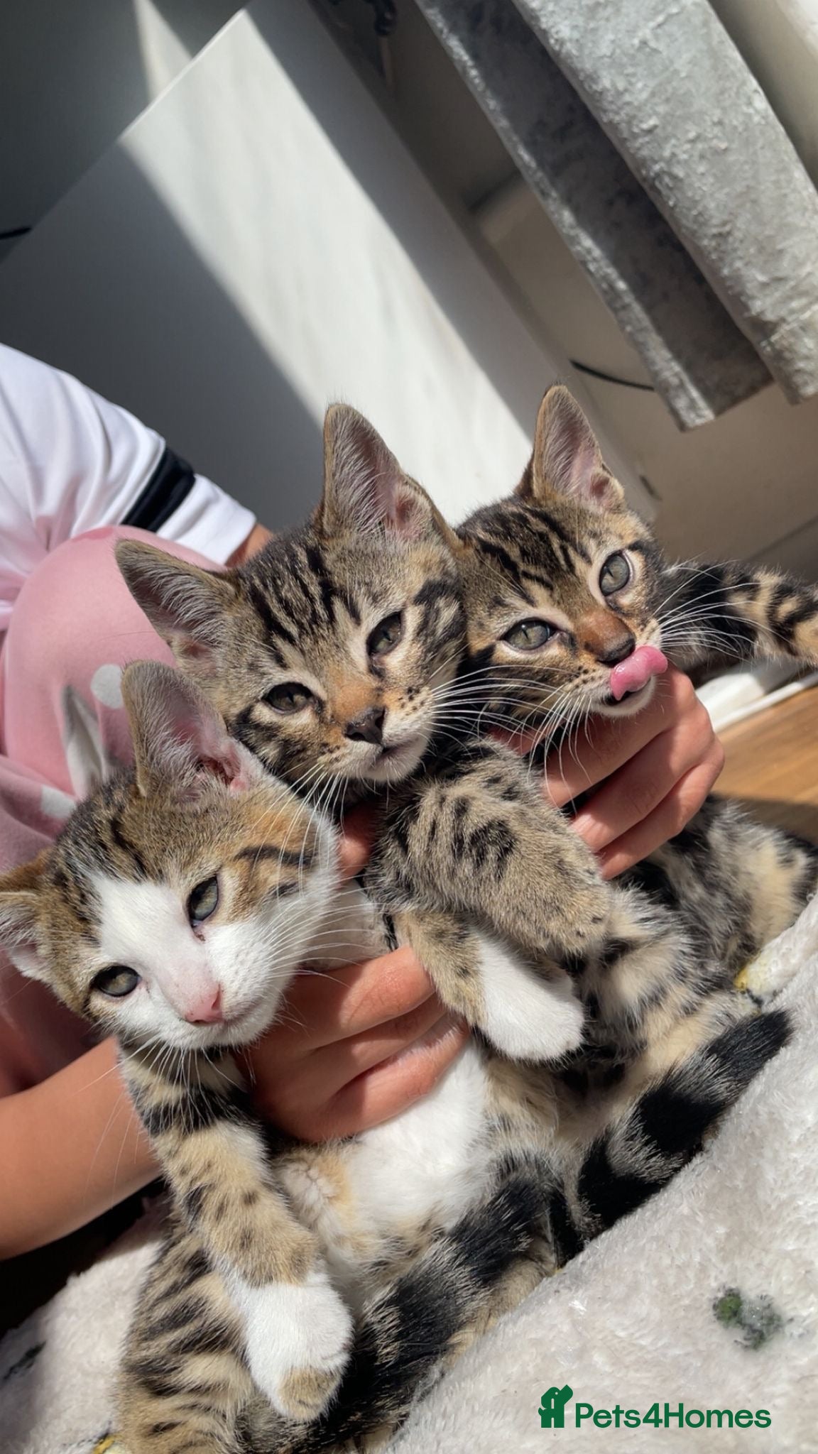 Mixed Breed cats MIXED BENGAL KITTENS FOR SALE URGENT - Advert 1