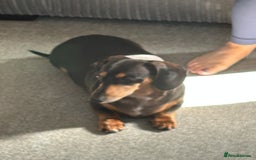 Miniature Dachshund dogs for sale: Mini Dachshund  - Advert 3