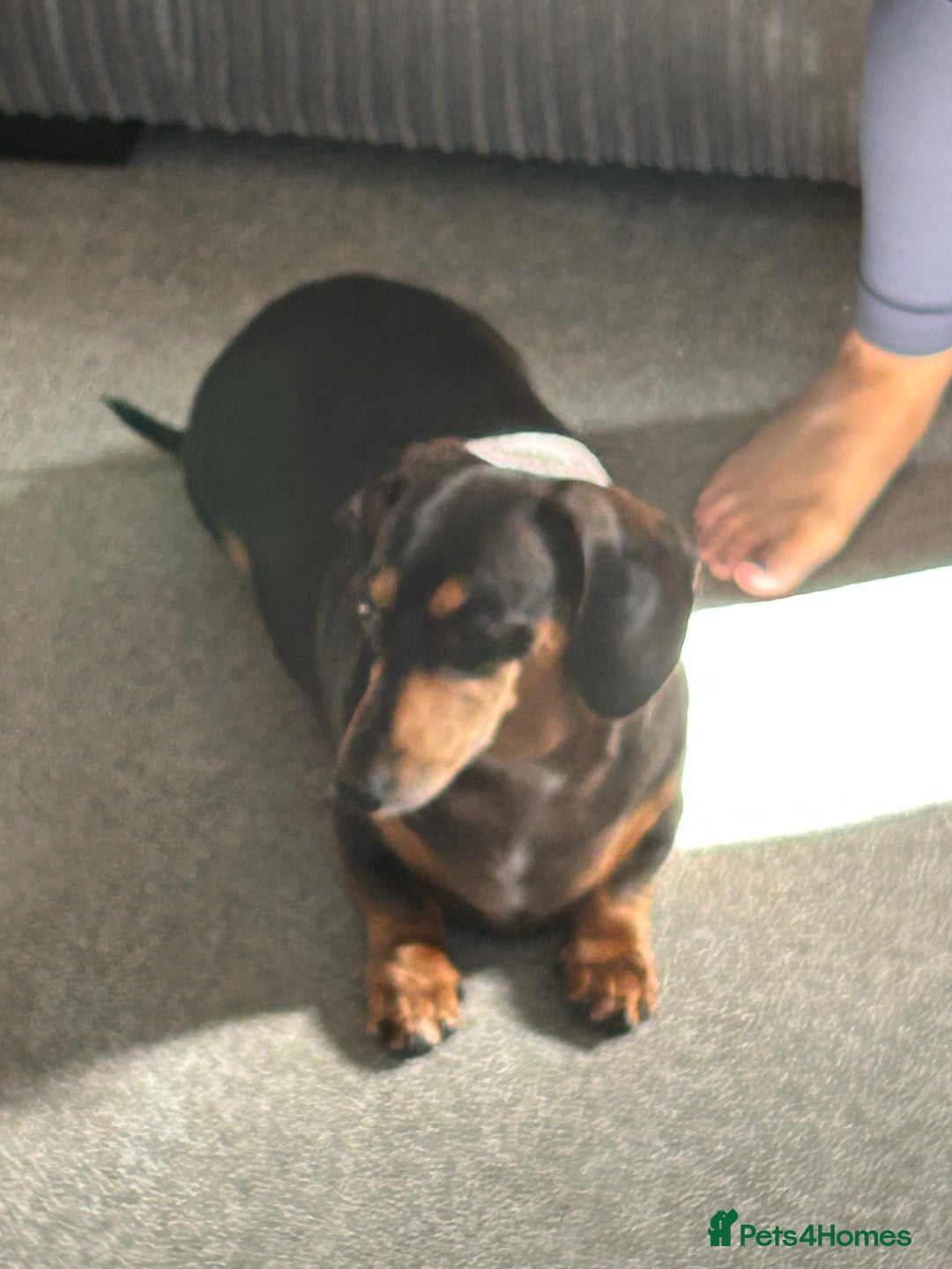 Miniature Dachshund dogs for sale: Mini Dachshund  - Advert 3