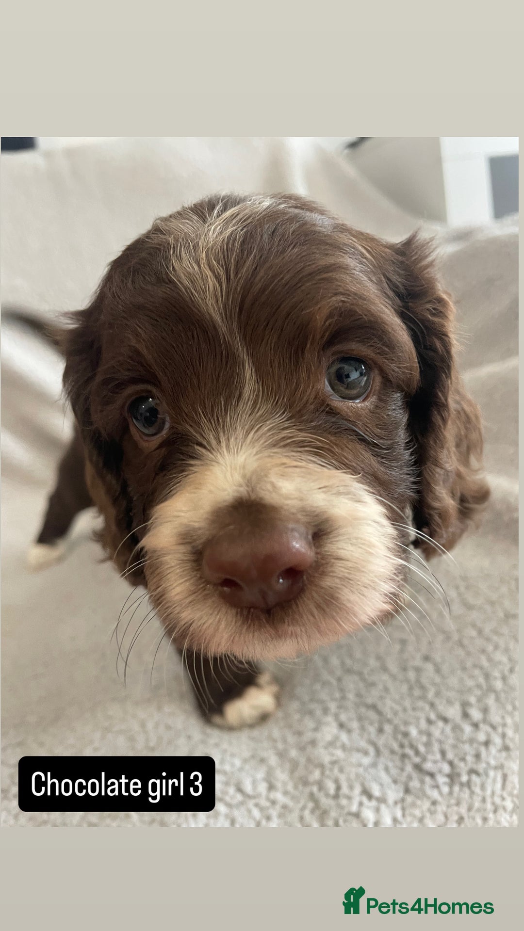 Cocker Spaniel dogs for sale: Gorgeous cocker spaniel puppies  - Image 5