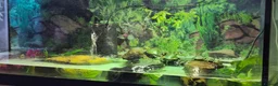 Turtle reptiles for sale: Painted turtles for sale - Advert 9