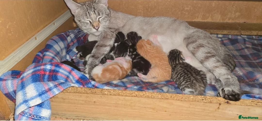 Domestic Shorthair cats for sale: Beautifull 9 kittens ready for 26th of May 2026 - Advert 1