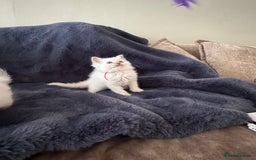 Birman cats for sale: Beautiful Birman Kittens - Image 14