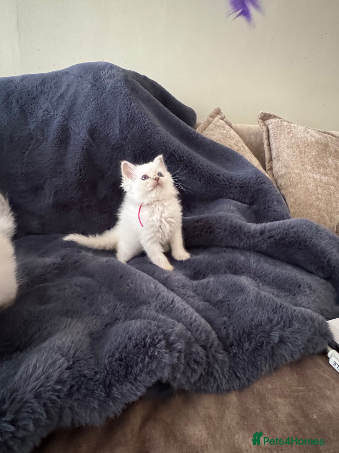 Birman cats for sale: Beautiful Birman Kittens - Image 14