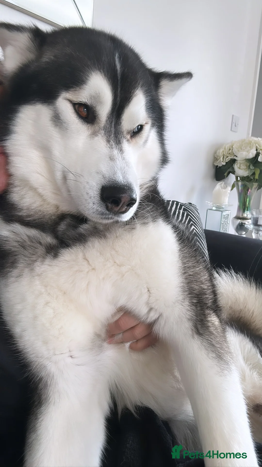 Siberian Husky dogs for stud: Proven Gorgeous Siberian Husky *FOR STUD ONLY* in Torquay - Advert 6