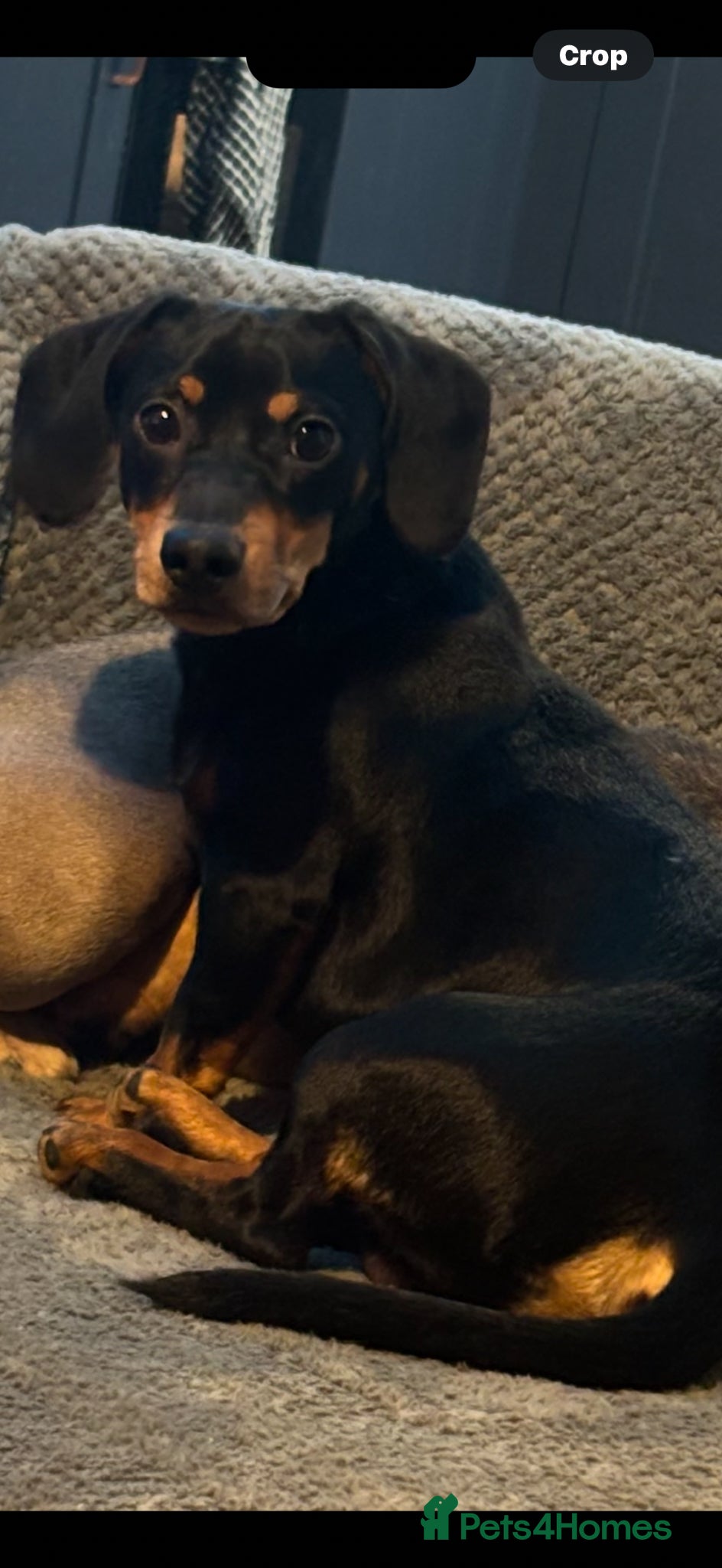 Jackshund dogs 11 month old dachshund  - Advert 1
