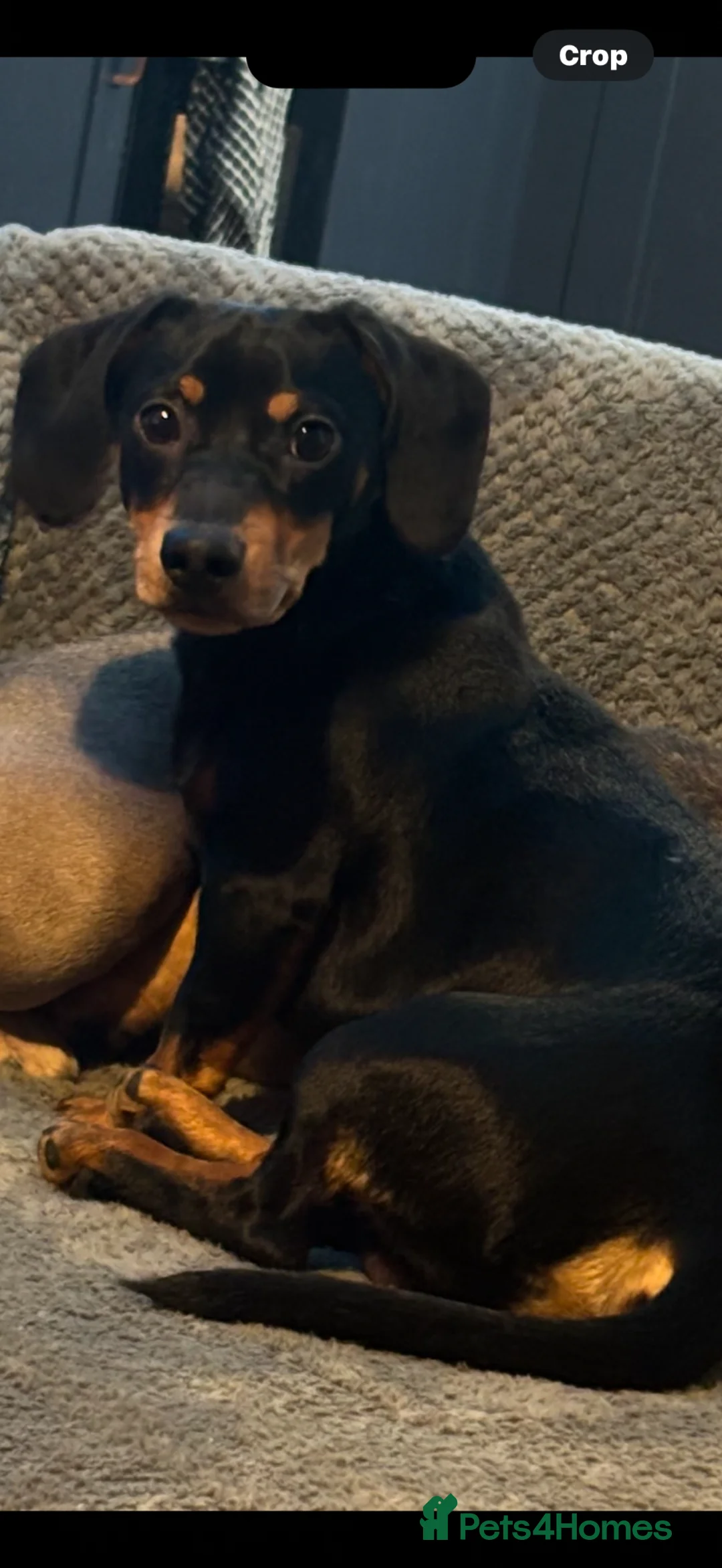 Jackshund dogs for sale: 11 month old dachshund  - Advert 1