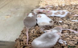 Mouse rodents for sale: Quality baby fancy mice ready for there new homes  - Image 7