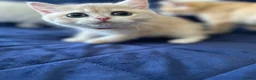 British Shorthair cats for sale: READY NOW! Pedigree kittens  - Advert 20