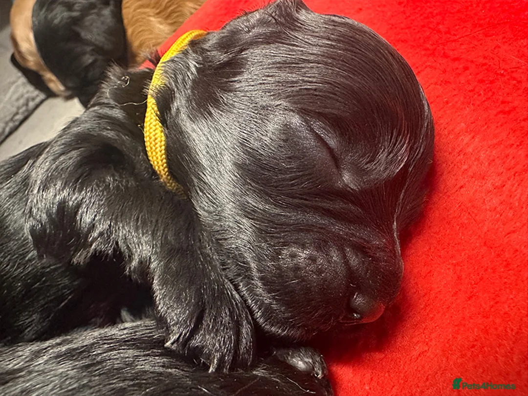 Cockapoo dogs for sale: Cockapoo Puppies for sale in Brighton - Advert 15