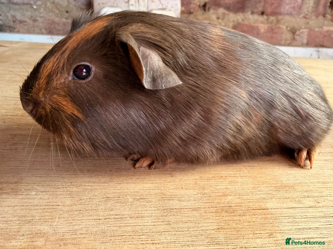 Guinea Pig rodents for sale: Beautiful Chocolate and Gold Agouti Guinea Pigs - Advert 1