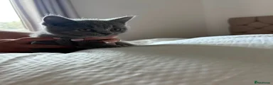 British Shorthair 1