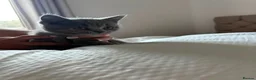 British Shorthair cats for sale: Beautiful litter of British short hair kittens - Advert 9